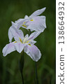 pale pink iris flowers 138664932