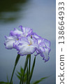 Light purple irises blooming by the water's edge 138664933