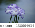 Light purple irises blooming by the water's edge 138664934