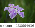 Pink iris flowers 138664936