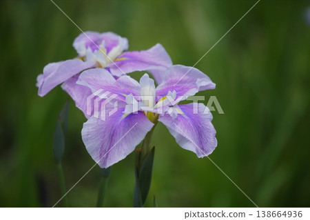 Pink iris flowers 138664936