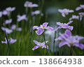Pink irises growing in clusters 138664938