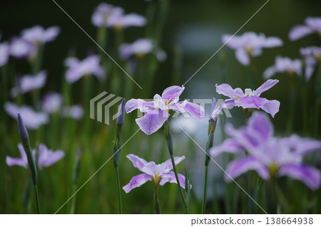 成簇生長的粉紅色鳶尾花 138664938