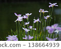 Pink irises growing in clusters 138664939