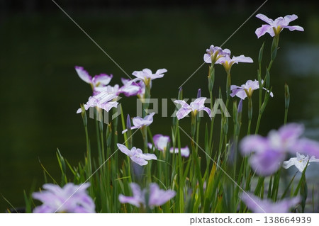 成簇生長的粉紅色鳶尾花 138664939