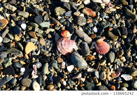 Seashells and pebbles from Takada Matsubara Seashells and pebbles from Takada Matsubara 138665242