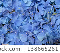 Blue flowers like the sky 138665261