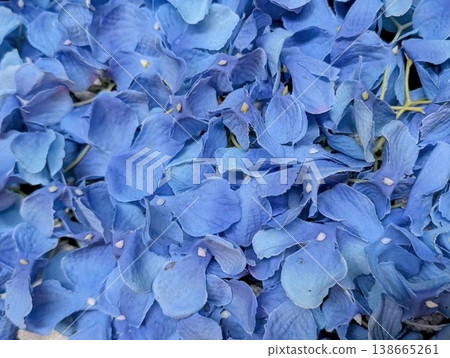 Blue flowers like the sky 138665261