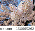 Cherry blossoms in full bloom 138665262