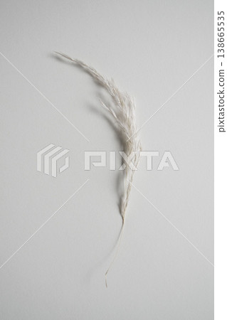 Minimal dried grass on neutral background soft light botanical aesthetic simple organic composition copy space 138665535