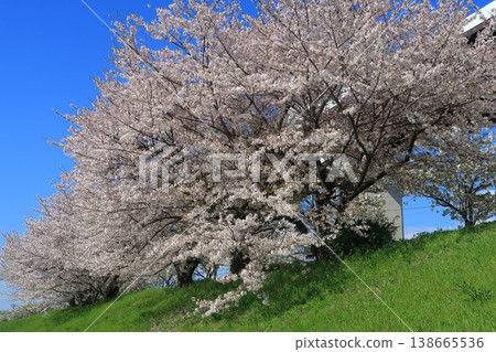 京都，鴨川，櫻花，盛開，花朵，伏見，觀神橋，堤岸，藍天，春天，岸邊 138665536
