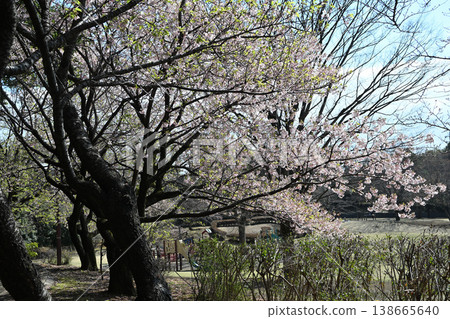 Tamanawa Cherry Blossoms at Ozenji Furusato Park Tamanawa Cherry Blossoms at Ozenji Furusato Park 138665640