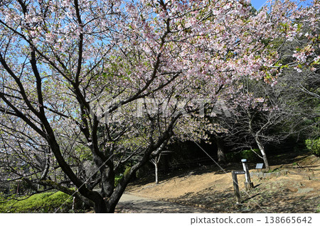 大善寺故裡公園的玉輪櫻花 大善寺故裡公園的玉輪櫻花 138665642