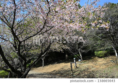 大善寺故裡公園的玉輪櫻花 138665643