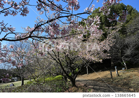 大善寺故裡公園的玉輪櫻花 138665645