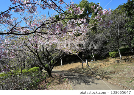 大善寺故裡公園的玉輪櫻花 大善寺故裡公園的玉輪櫻花 138665647