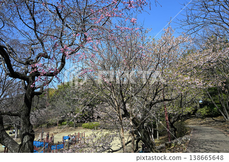 大善寺故裡公園的玉輪櫻花 138665648