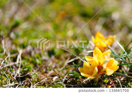 Crocuses and a spring bokeh background Crocuses and a spring bokeh background 138665708