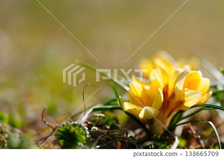 A close-up of a crocus and the spring light. A close-up of a crocus and the spring light. 138665709