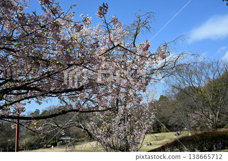 大善寺故裡公園的玉輪櫻花 大善寺故裡公園的玉輪櫻花 138665712