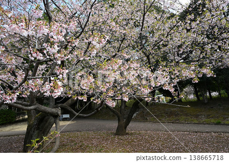 大善寺故裡公園的玉輪櫻花 大善寺故裡公園的玉輪櫻花 138665718