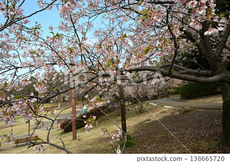 大善寺故裡公園的玉輪櫻花 大善寺故裡公園的玉輪櫻花 138665720