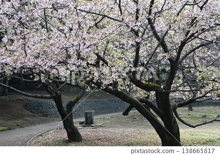 Tamanawa Cherry Blossoms at Ozenji Furusato Park Tamanawa Cherry Blossoms at Ozenji Furusato Park 138665817