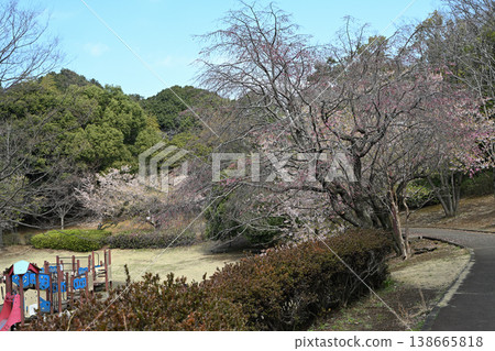 Tamanawa Cherry Blossoms at Ozenji Furusato Park Tamanawa Cherry Blossoms at Ozenji Furusato Park 138665818