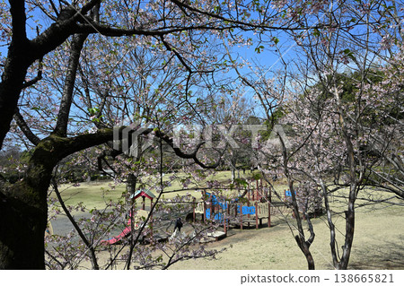Tamanawa Cherry Blossoms at Ozenji Furusato Park Tamanawa Cherry Blossoms at Ozenji Furusato Park 138665821