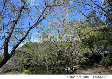 大善寺故裡公園的玉輪櫻花 大善寺故裡公園的玉輪櫻花 138665888