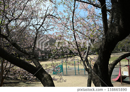 Tamanawa Cherry Blossoms at Ozenji Furusato Park Tamanawa Cherry Blossoms at Ozenji Furusato Park 138665890