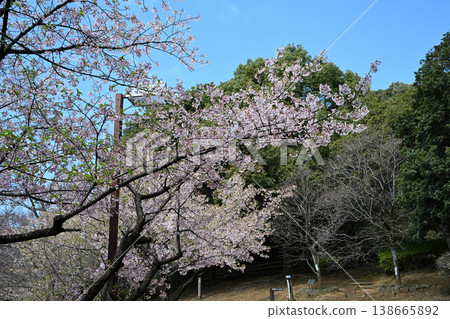 大善寺故裡公園的玉輪櫻花 大善寺故裡公園的玉輪櫻花 138665892