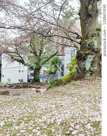 櫻花花瓣散落在地上 櫻花花瓣散落在地上 138665898