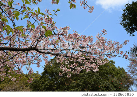 Tamanawa Cherry Blossoms at Ozenji Furusato Park Tamanawa Cherry Blossoms at Ozenji Furusato Park 138665930