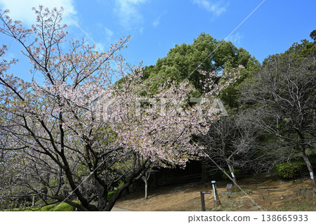 大善寺故裡公園的玉輪櫻花 138665933