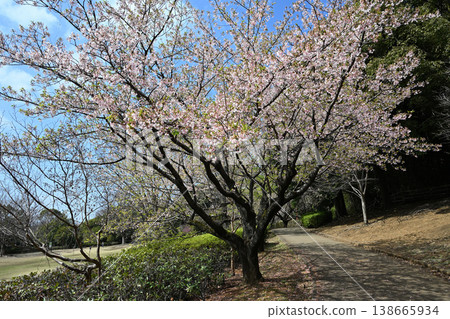 Tamanawa Cherry Blossoms at Ozenji Furusato Park Tamanawa Cherry Blossoms at Ozenji Furusato Park 138665934