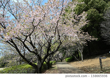 Tamanawa Cherry Blossoms at Ozenji Furusato Park Tamanawa Cherry Blossoms at Ozenji Furusato Park 138665936