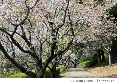 Tamanawa Cherry Blossoms at Ozenji Furusato Park Tamanawa Cherry Blossoms at Ozenji Furusato Park 138665937