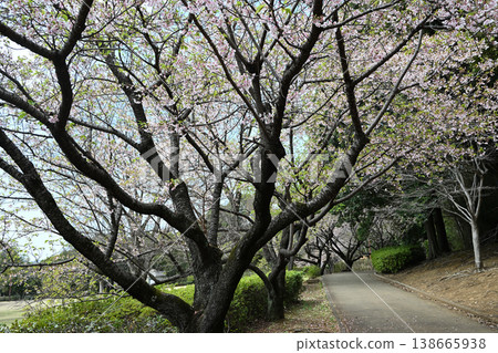 Tamanawa Cherry Blossoms at Ozenji Furusato Park Tamanawa Cherry Blossoms at Ozenji Furusato Park 138665938