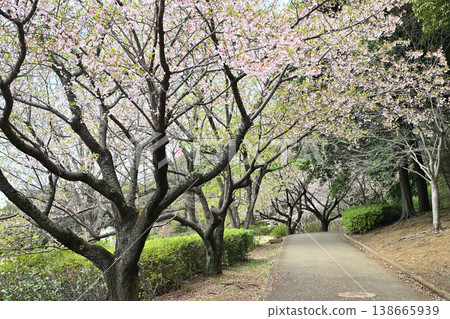 Tamanawa Cherry Blossoms at Ozenji Furusato Park Tamanawa Cherry Blossoms at Ozenji Furusato Park 138665939