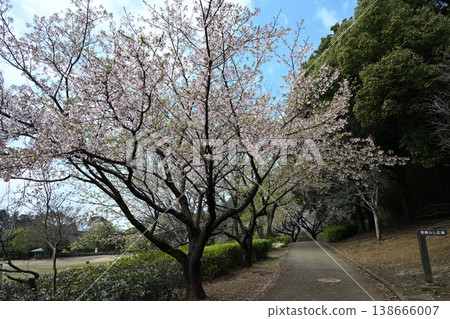 大善寺故裡公園的玉輪櫻花 大善寺故裡公園的玉輪櫻花 138666007