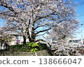 Sakura Nogawa in Kokubunji, Tokyo (Ichirizuka Bridge-Fudo Bridge) 138666047