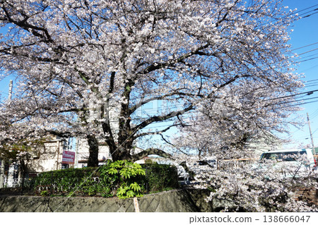 Cherry blossoms along the Nogawa River in Kokubunji City, Tokyo (from Ichirizuka Bridge to Fudo Bridge) 2026 138666047