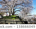 Sakura Nogawa in Kokubunji, Tokyo (Ichirizuka Bridge-Fudo Bridge) 138666049