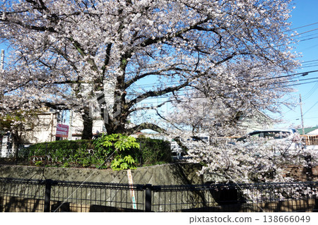 Cherry blossoms along the Nogawa River in Kokubunji City, Tokyo (from Ichirizuka Bridge to Fudo Bridge) 2026 138666049