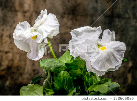 Beautiful White Ruffled Pansy Flower Growing In The Garden Beautiful White Ruffled Pansy Flower Growing In The Garden 138666086
