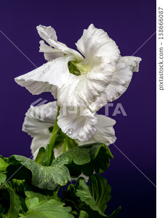 White Ruffled Pansy Flowers With Green Leaves Against Purple Background White Ruffled Pansy Flowers With Green Leaves Against Purple Background 138666087