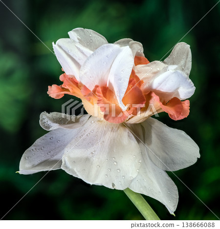 Double White And Orange Narcissus Flower With Water Drops Double White And Orange Narcissus Flower With Water Drops 138666088