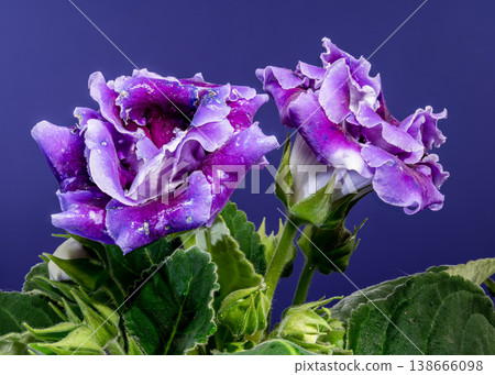 purple velvet Gloxinia flowers on a dark blue background purple velvet Gloxinia flowers on a dark blue background 138666098