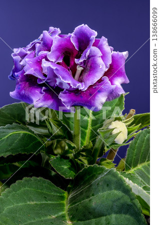 purple velvet Gloxinia flowers on a dark blue background 138666099